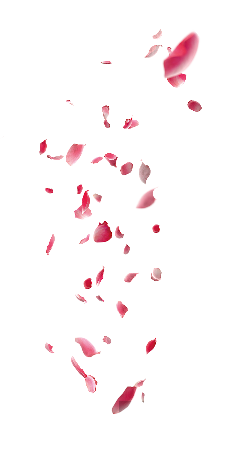 红色悬浮玫瑰花瓣素材