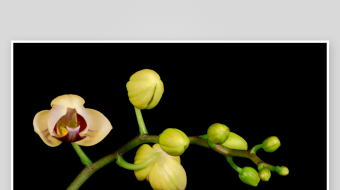 春天植物花草春暖花开生长盛开延时视频素材-众图网