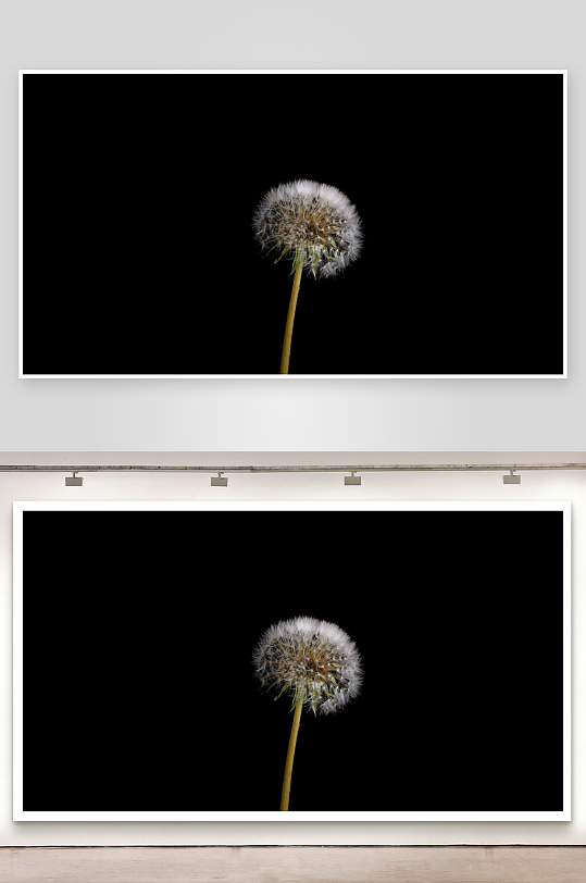 蒲公英花开生长盛开延时视频素材-众图网