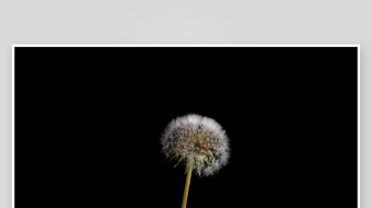 蒲公英花开生长盛开延时视频素材-众图网