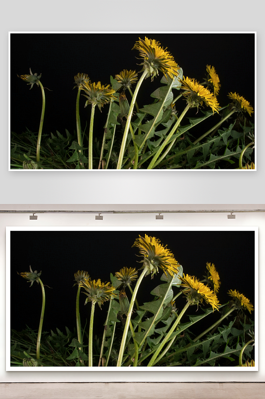 蒲公英春暖花开生长盛开延时视频素材-众图网