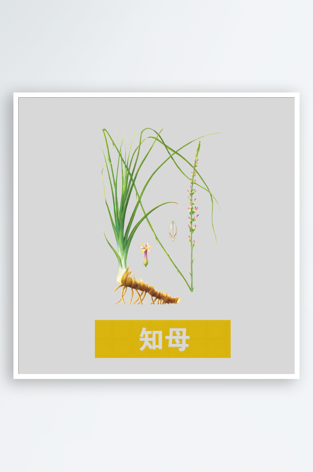 卡通手绘线描草本植物中草药素材