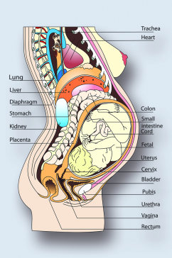 怀孕病症解析图医学器官解剖插图