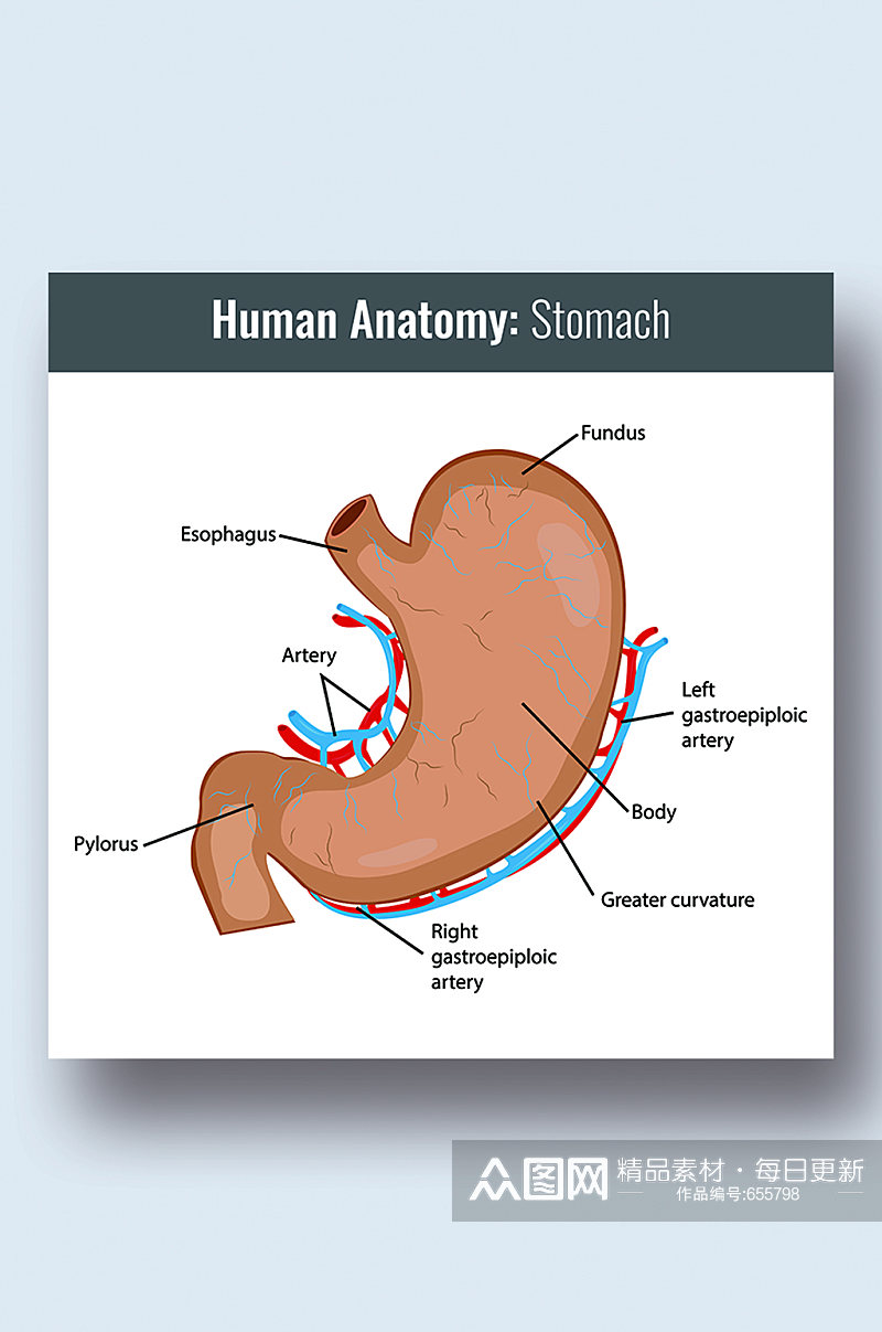 人体胃病症解析图医学器官解剖插图素材
