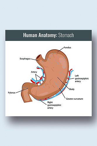 人体胃病症解析图医学器官解剖插图