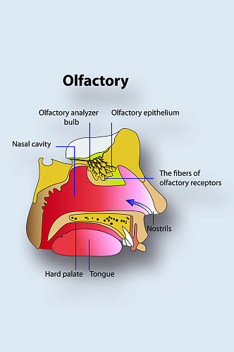 嗅觉器官医学人体器官组织解剖插图元素