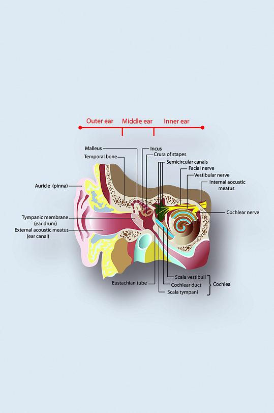 人体耳朵病症解析图医学器官解剖插图