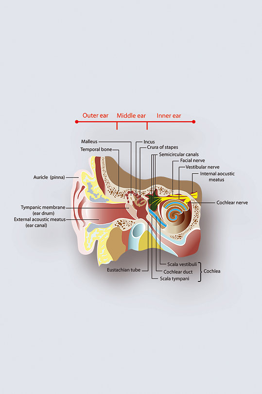 人体耳朵病症解析图医学器官解剖插图