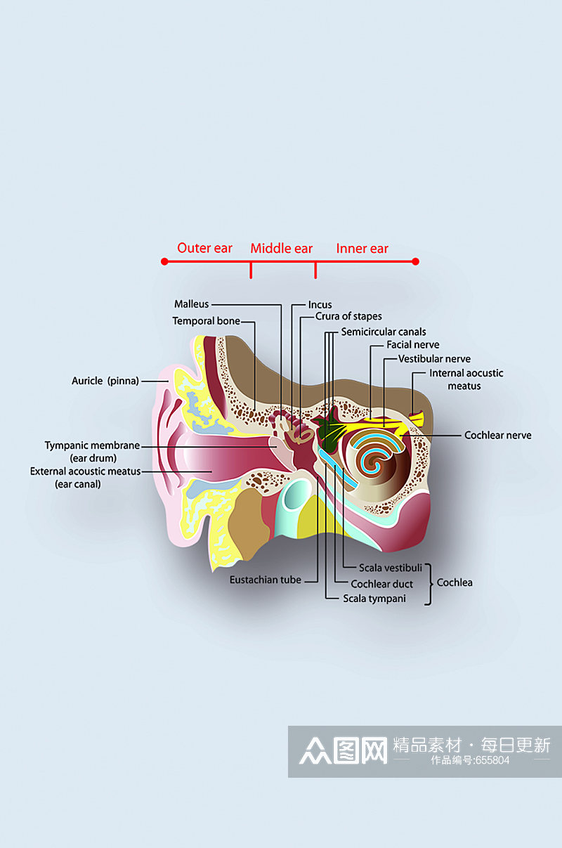 人体耳朵病症解析图医学器官解剖插图素材