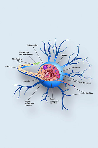 神经细胞病症解析图医学器官解剖插图