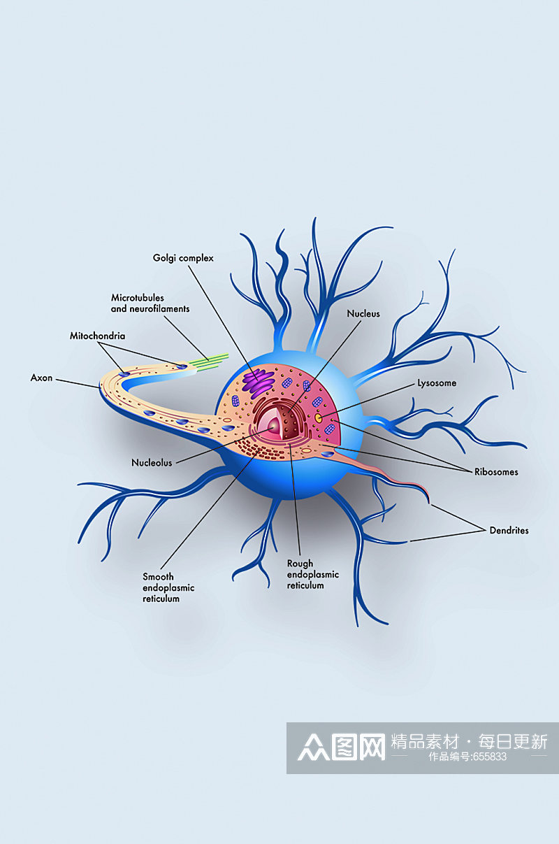 神经细胞病症解析图医学器官解剖插图素材