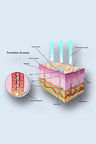 汗液形成病症解析图医学器官解剖插图