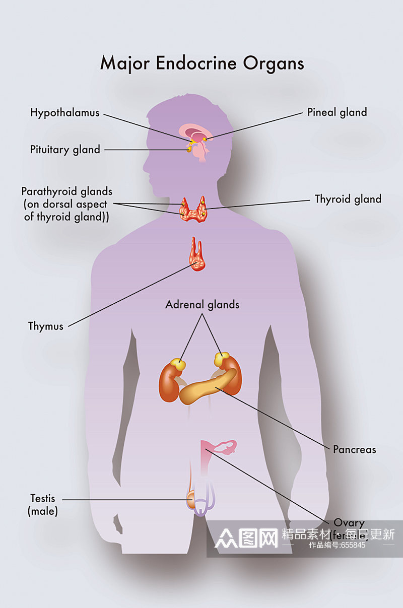 内分泌器官病症解析图医学器官解剖插图素材