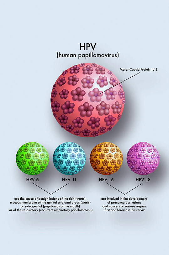 乳头瘤病毒病症解析图医学器官解剖插图