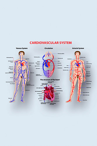 人体心血管系统医学人体器官组织解剖插图元素