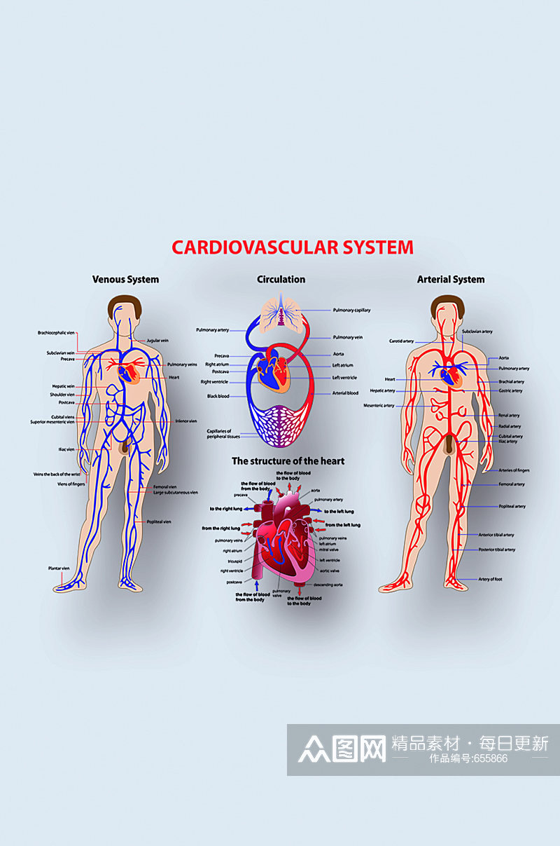人体心血管系统医学人体器官组织解剖插图元素素材