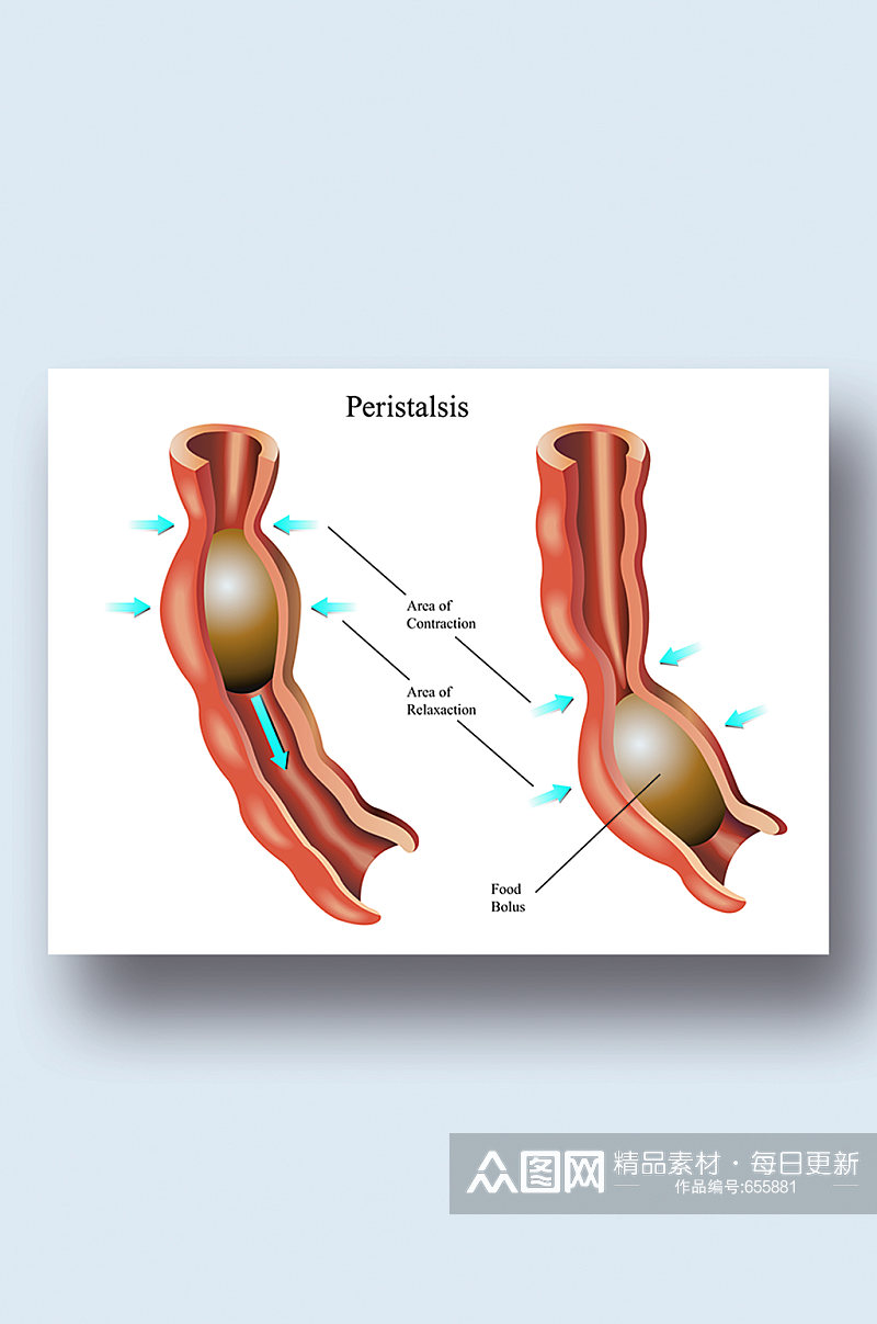 肠道蠕动医学人体器官组织解剖插图元素素材