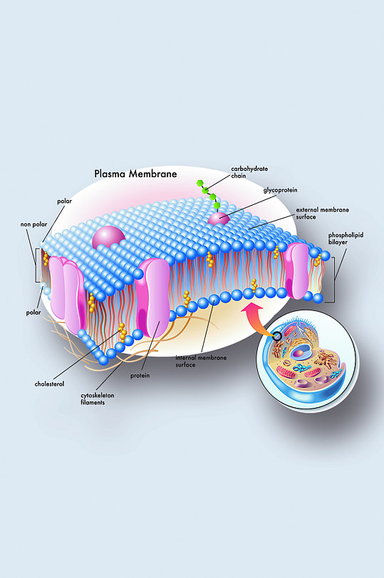 细胞膜医学人体器官组织解剖插图元素