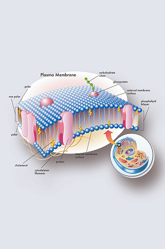 细胞膜医学人体器官组织解剖插图元素