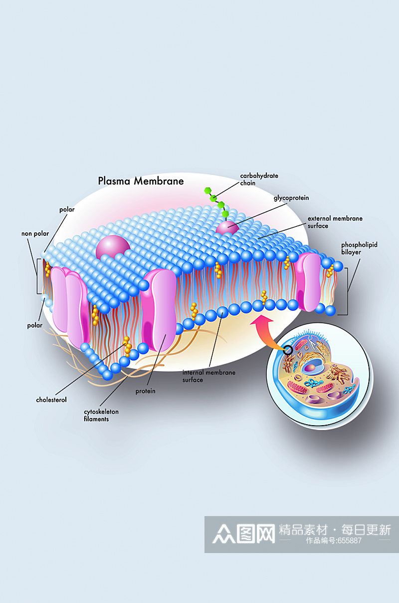细胞膜医学人体器官组织解剖插图元素素材