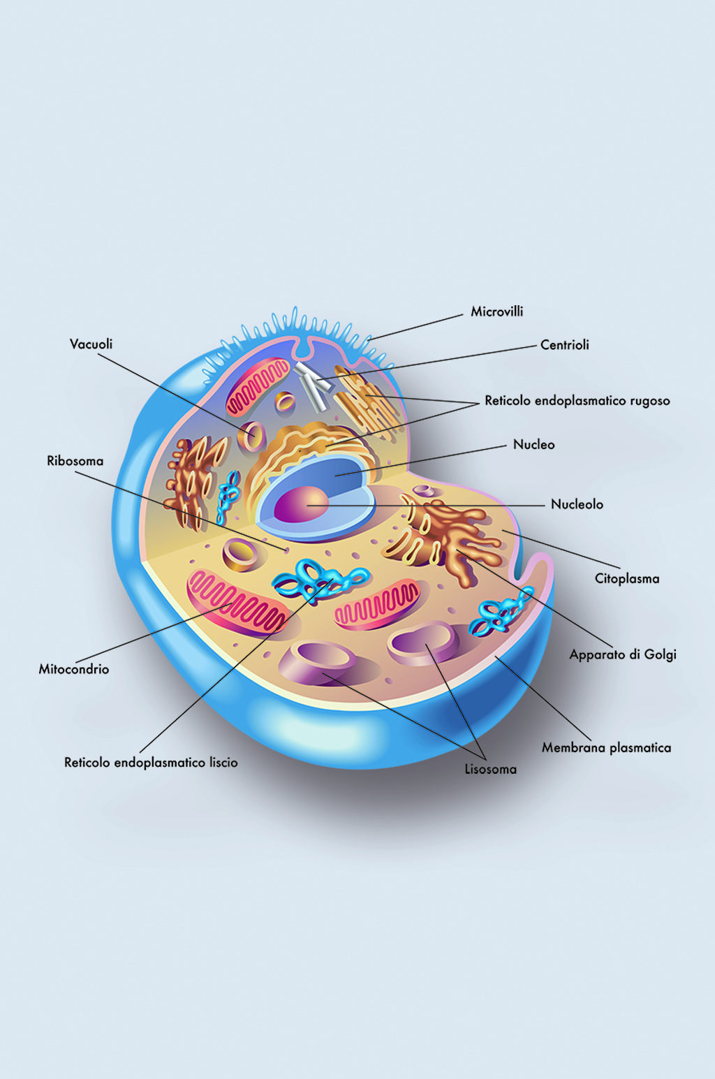 人体细胞结构初中图片