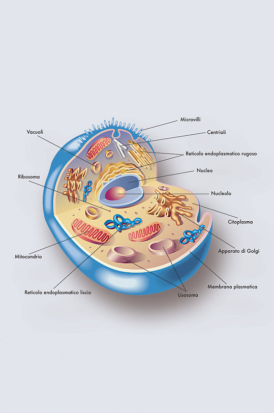 人体细胞病症解析图医学器官解剖插图