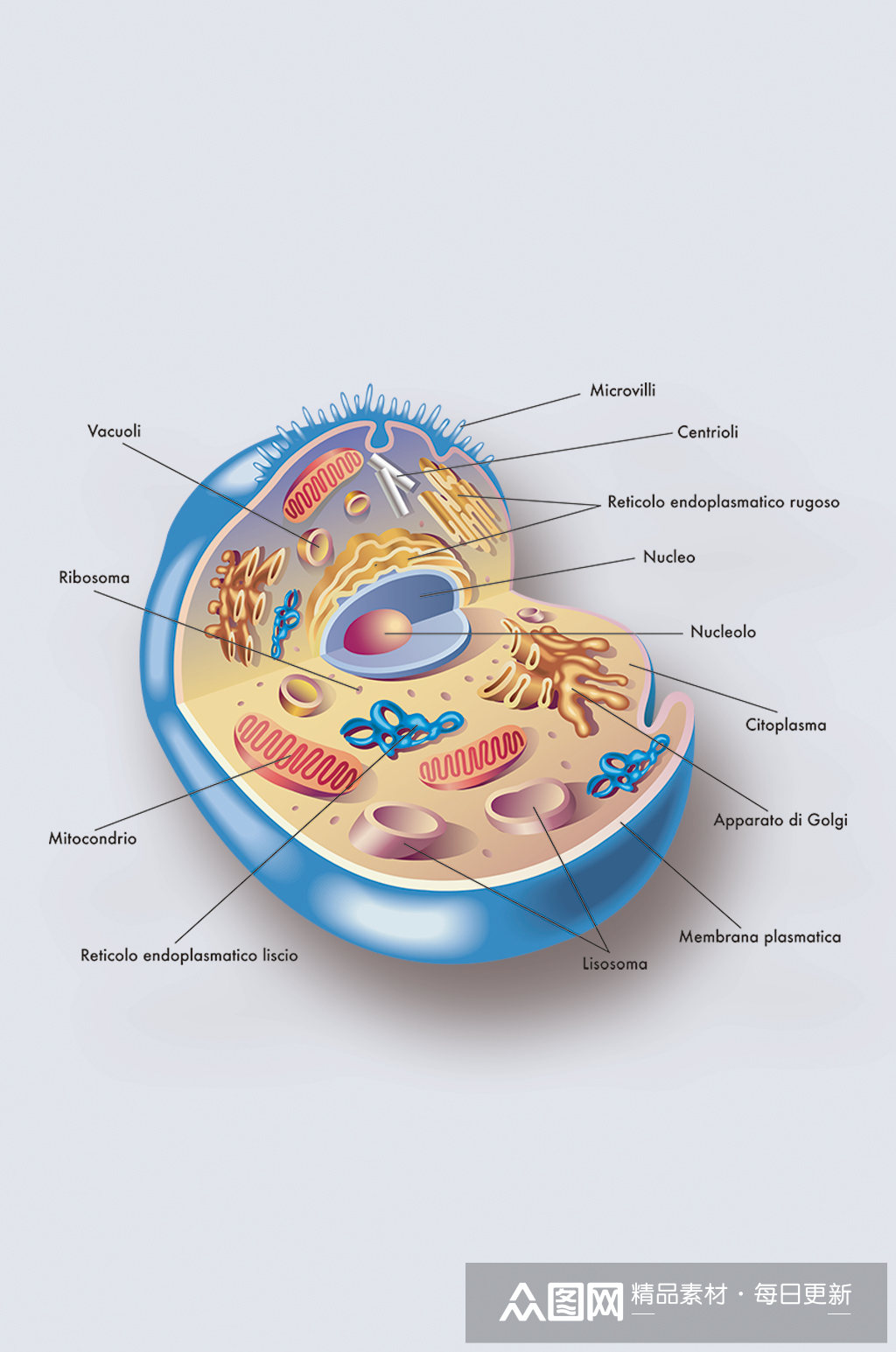 人体细胞病症解析图医学器官解剖插图