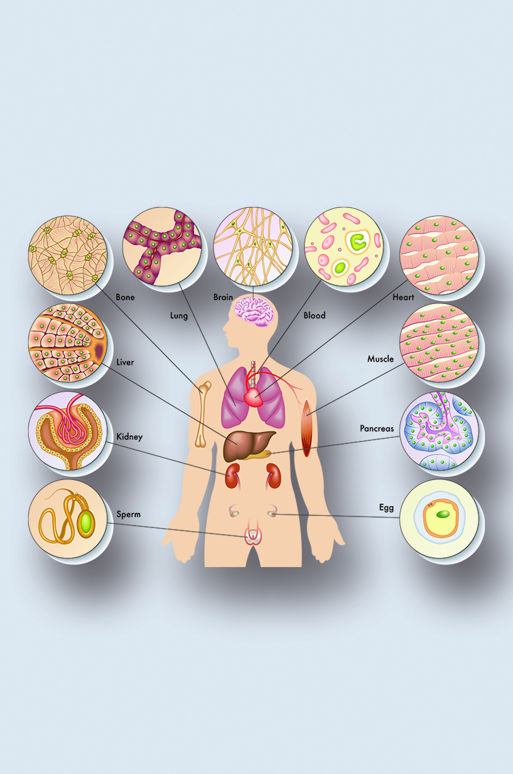 人体四大组织结构图画图片