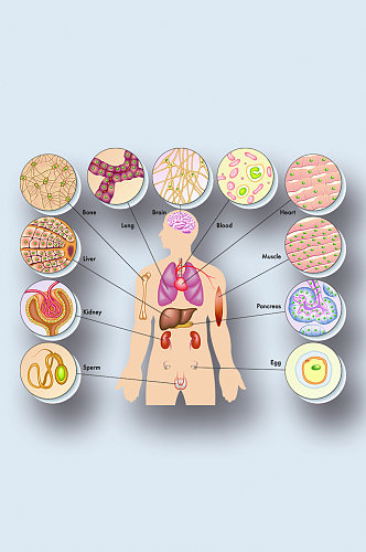 医学人体器官组织解剖插图元素