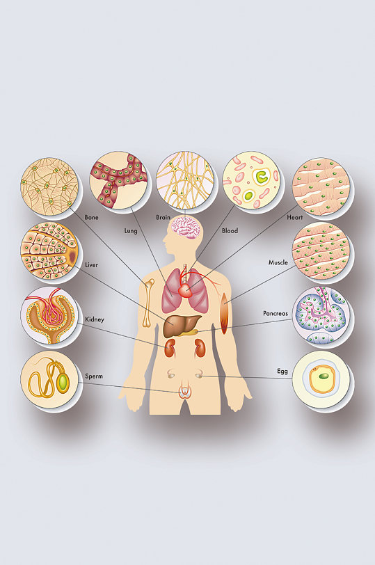 医学人体器官组织解剖插图元素