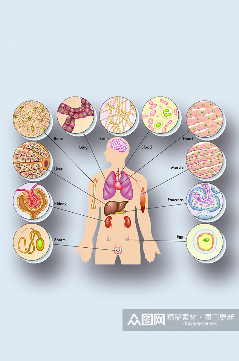 医学人体器官组织解剖插图元素素材