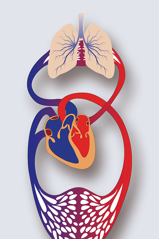 人体循环系统病症解析图医学器官解剖插图