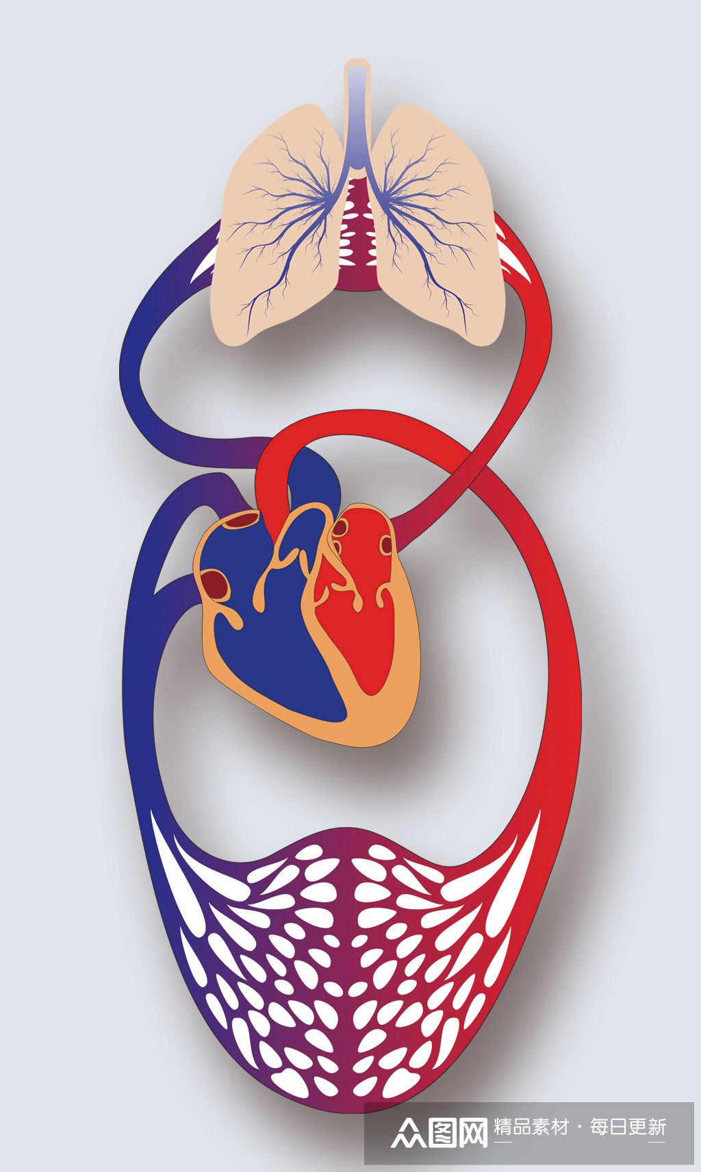 人体循环系统病症解析图医学器官解剖插图