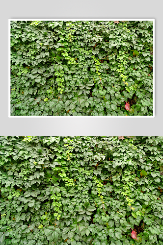 绿叶墙围墙植物墙