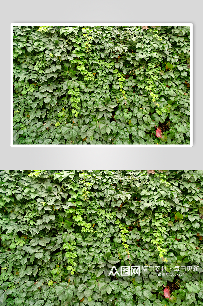 绿叶墙围墙植物墙素材