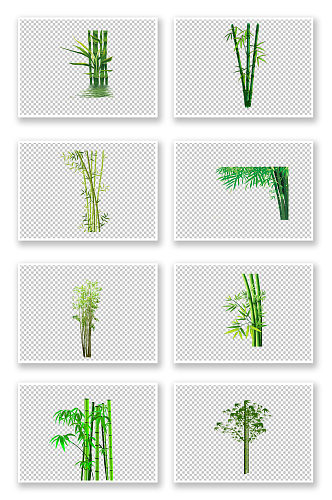 绿色竹子植物写实