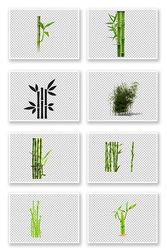 竹子竹叶植物写实