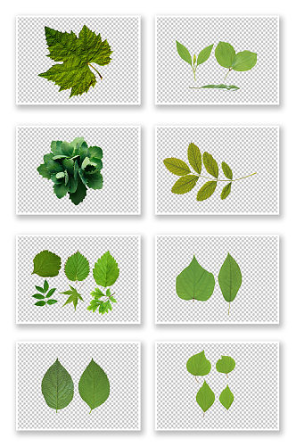 绿色装饰植物绿叶