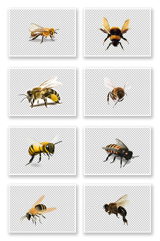 蜜蜂小昆虫写实元素