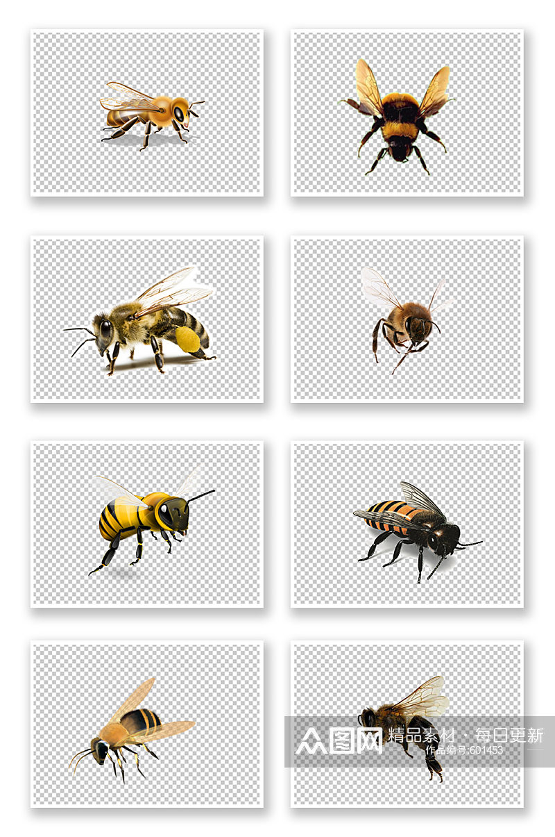 蜜蜂小昆虫写实元素素材