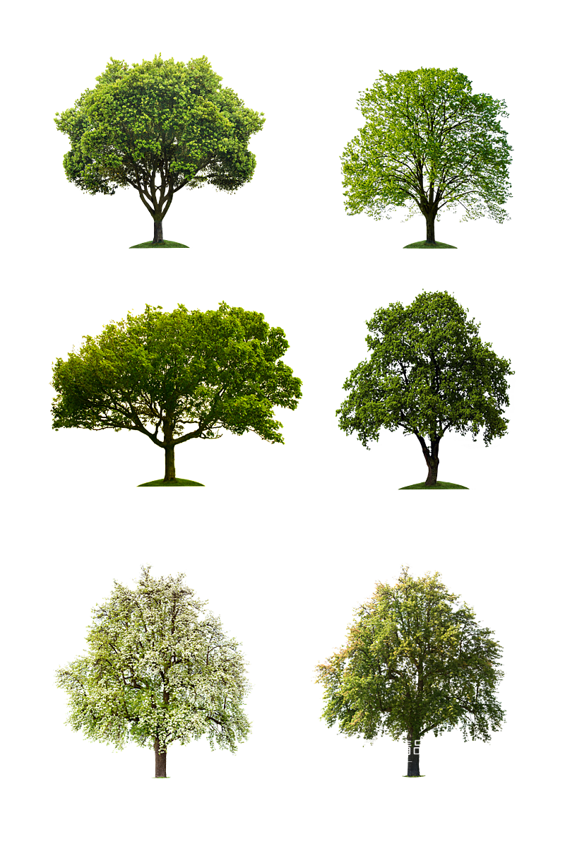 杨树大树树木免扣元素png绿色元素素材