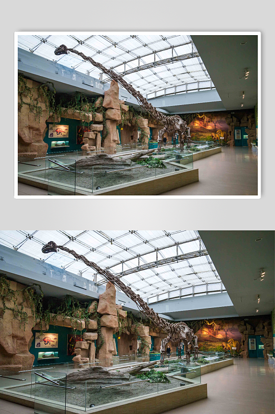 博物馆恐龙骨架图片