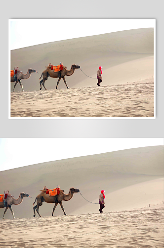 丝绸之路上的骆驼图片