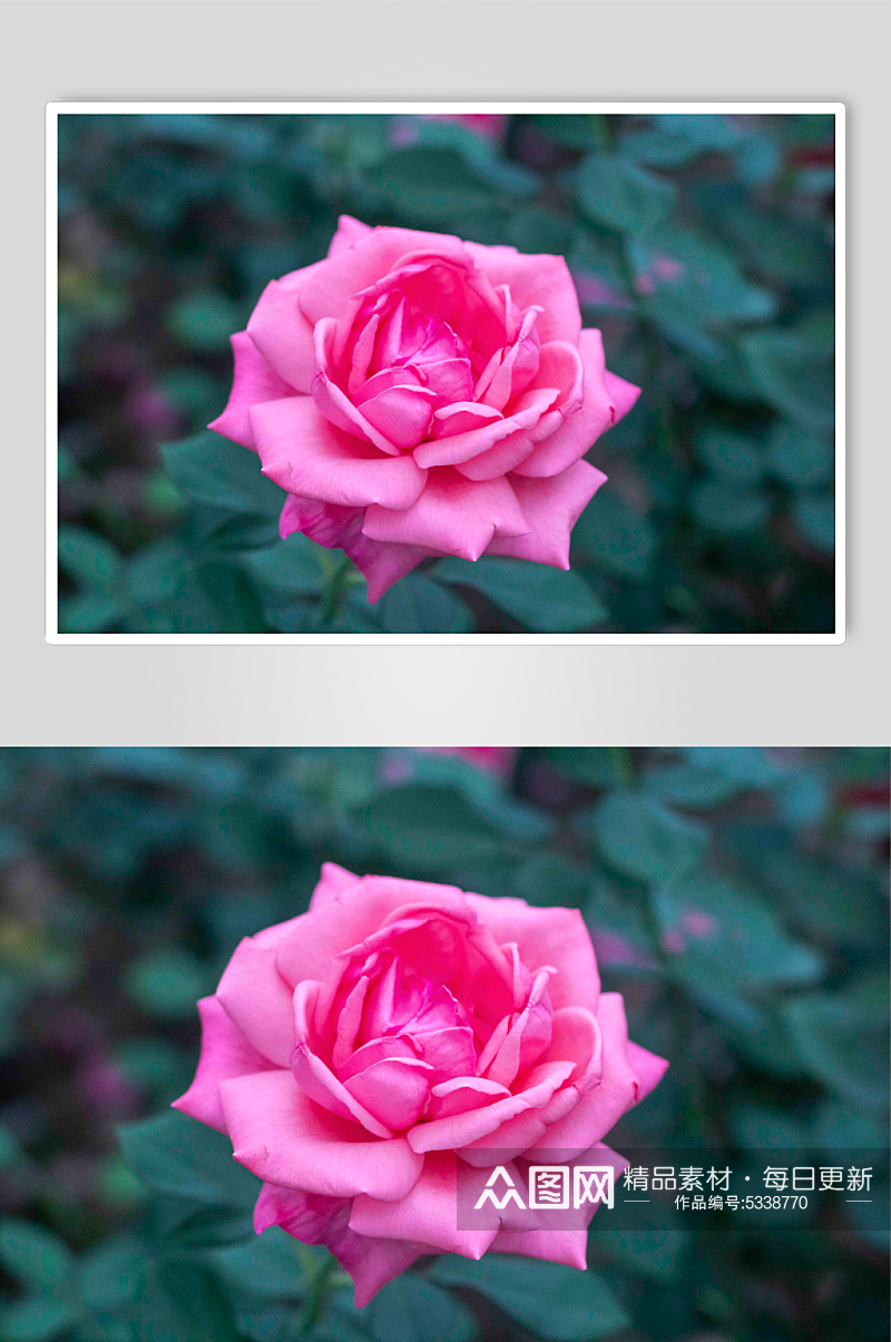 粉色月季玫瑰花摄影图素材