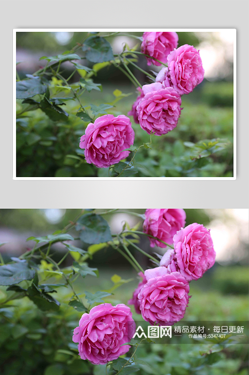 紫色月季玫瑰花摄影图素材