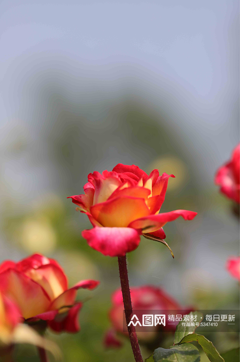 红色月季玫瑰花摄影图素材