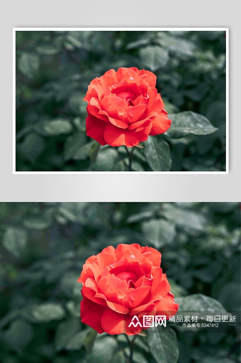 红色月季玫瑰花摄影图素材