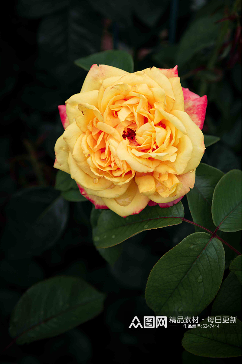 黄色月季玫瑰花摄影图素材