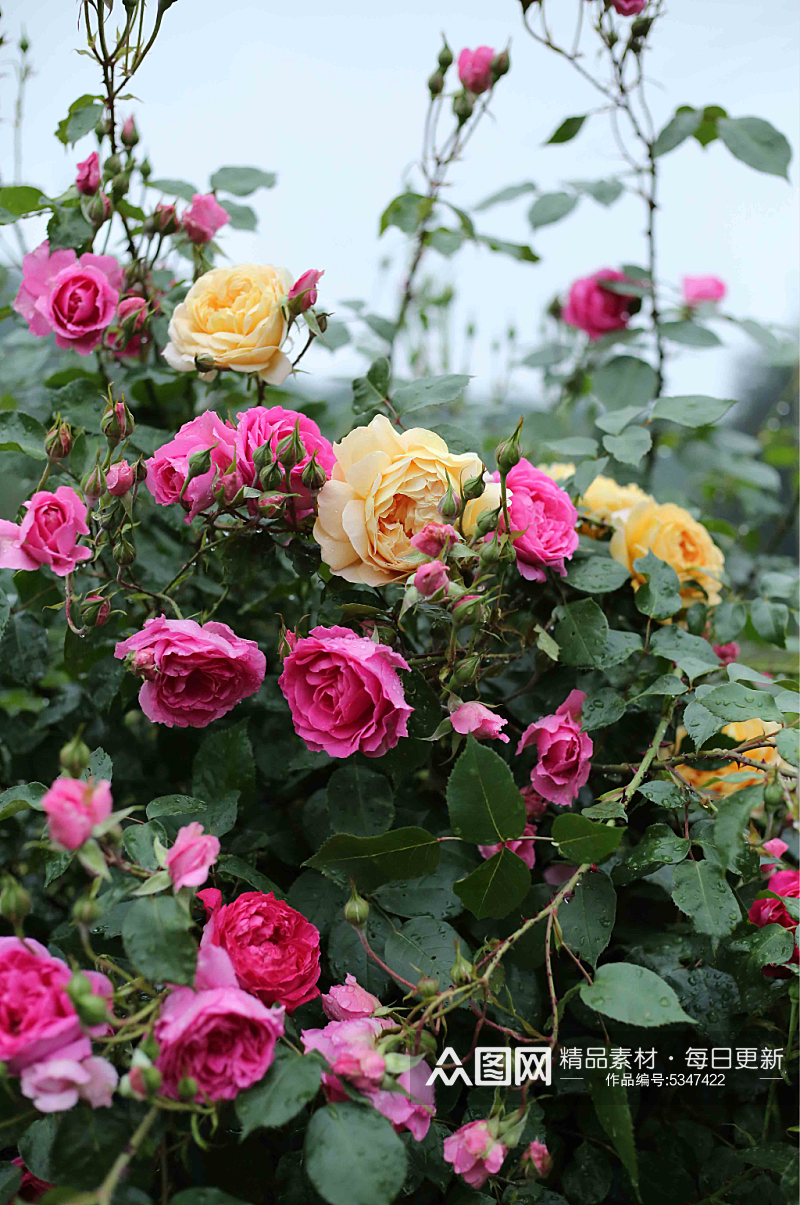 粉黄色月季玫瑰花摄影图素材