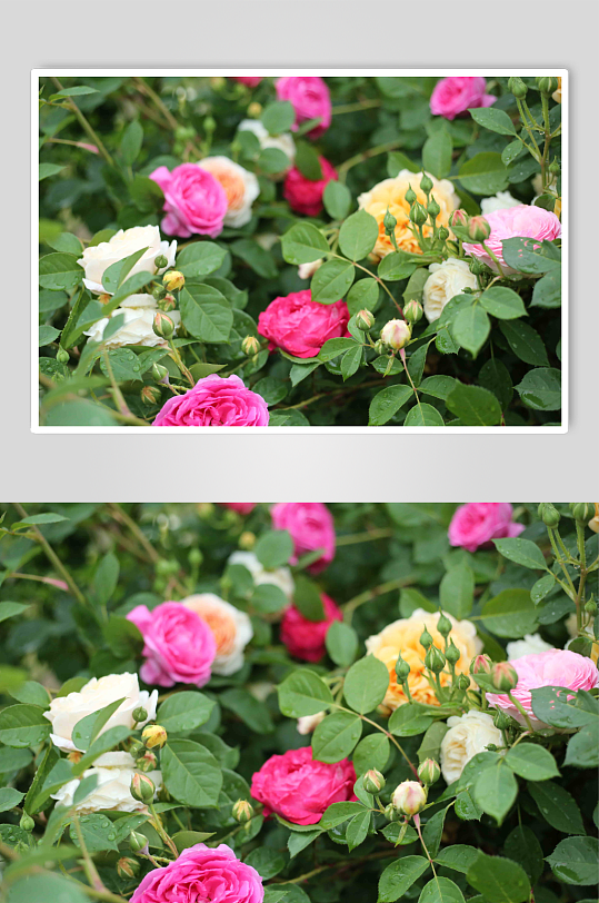 粉黄色月季玫瑰花摄影图